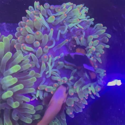Corals anonymous - 🐚 Soft Coral Mystery Box 🐚 from $49.99 Mushroom Mystery Box from $49.99 Goliath Red Macroalgae (5-8”, XL) $19.99 $10.00